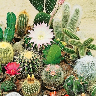 Кактус Непоседа (Эхиноцереус) смесь