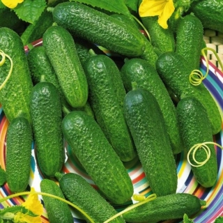 Огурец Баба Клава F1