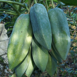 Папайя Дынное дерево