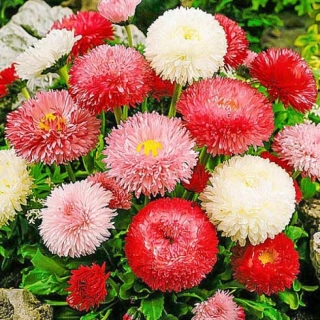 Маргаритка Смесь окрасок (густомахровая)