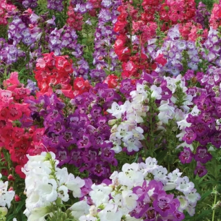 Пенстемон Кобо Свадебные Колокольчики смесь