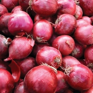 Лук Камелот F1 шалот