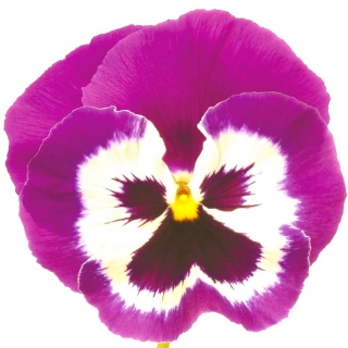 Виола Пандора розовая F1 (Виттрока)