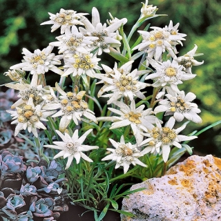 Эдельвейс Принцесса Альп