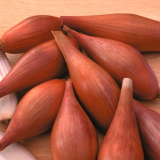 Лук Деликатес шалот (Вкуснятина)