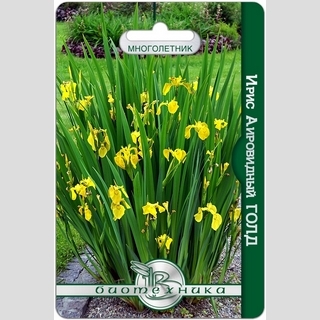 Ирис аировидный Голд