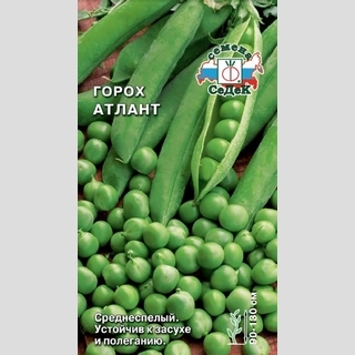 Горох Атлант