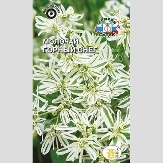 Молочай Горный снег (окаймленный)