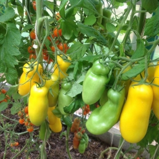 Томат Аурия желтая (большой пакет)