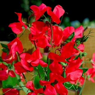 Горошек душистый Роял Фэмили Красный