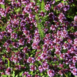 Тимьян Колхида