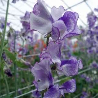 Горошек душистый Сиреневый дрозд