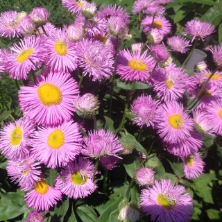 Эригерон Розовый лотос