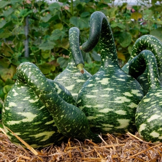 Лагенария Лебёдушка