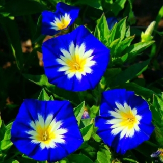 Вьюнок Пилигрим