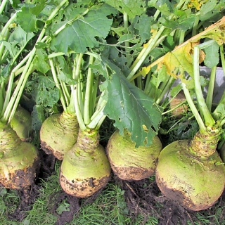 Брюква Светлая мечта