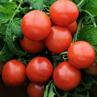 Томат Непас-14 Непасынкующийся Сахарный