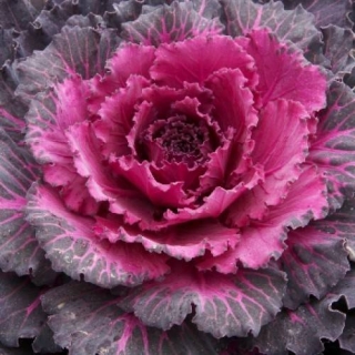 Капуста Осака красная F1 декоративная