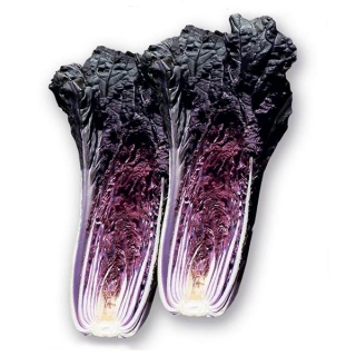 Капуста Куро но Май F1 пекинская малиновая