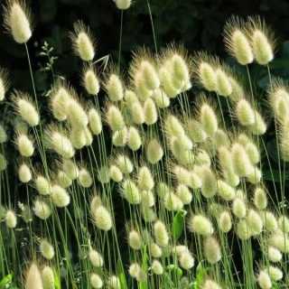 Зайцехвост Леся яйцевидный