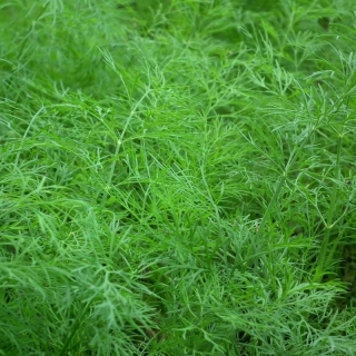 Укроп Оливер