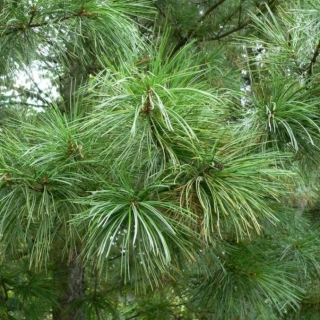 Кедр Суланж корейский