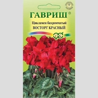 Цикламен Восторг красный F1