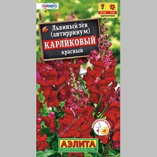 Львиный зев карликовый красный