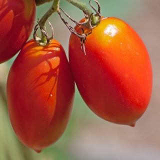 Томат Непас- 6 Непасынкующийся Красный с носиком F1