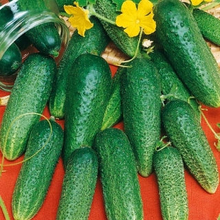 Огурец Внученька F1