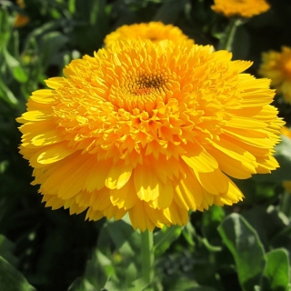 Календула Симфония лета смесь