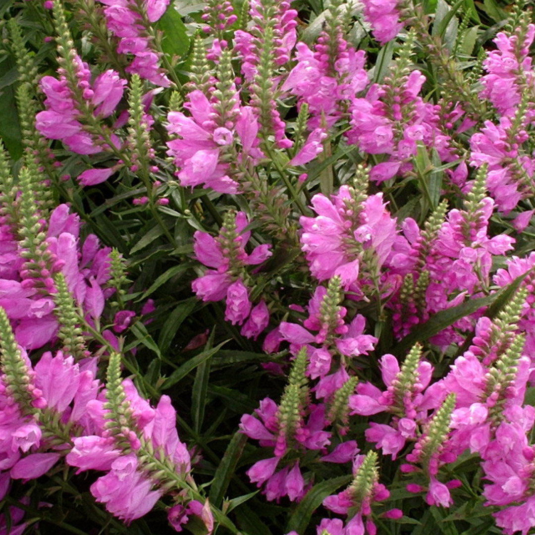 Физостегия Розовая Королева