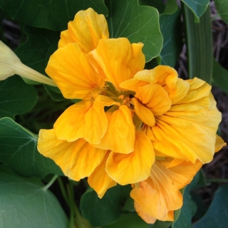 Настурция Майская Махровая Желтая