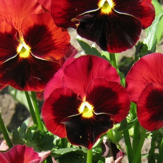 Виола Вечерний жар