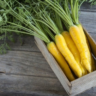 Морковь Золотая Королева