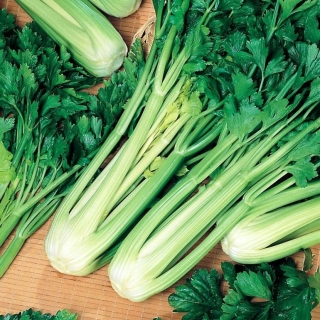 Сельдерей Гигант Восточный