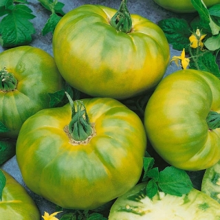 Томат Сахар Зеленый