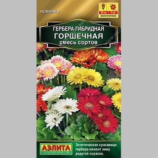 Гербера Горшечная