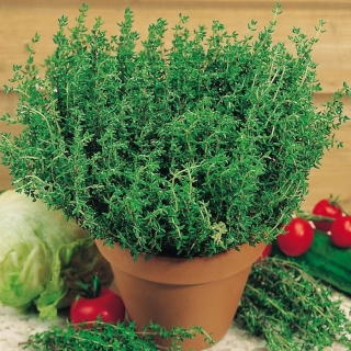 Тимьян Ароматная грядка