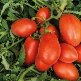 Томат Молодчина