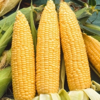 Кукуруза Царица
