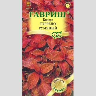 Колеус Тэррено румяный