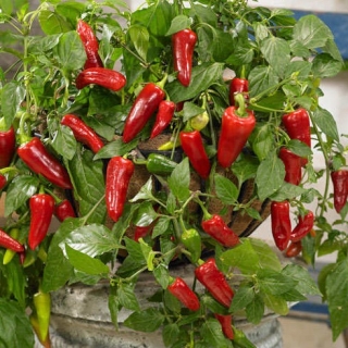 Перец Стаси F1