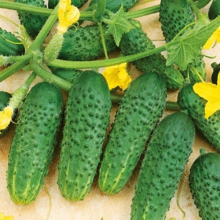 Огурец Пучковый Бум F1