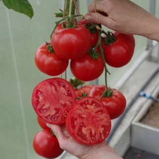 Томат Кастельяно F1