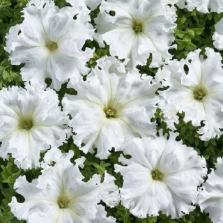 Петуния Афродита F1 Белая