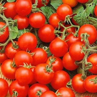 Томат Минибел