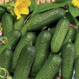 Огурец Все пучком F1