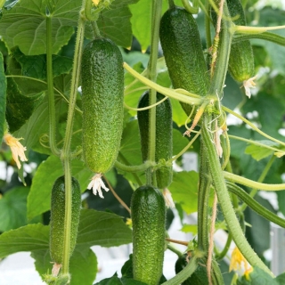 Огурец Зеленая гирлянда F1