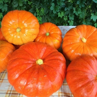 Тыква Медовый десерт